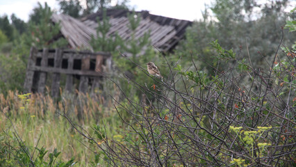 Sparrow sits on a branch in the background of an abandoned building