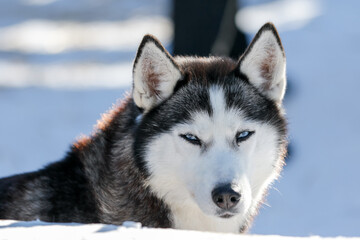 Portrait of a Siberian husky, friendship forever. Pet. Husky