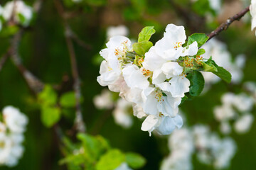 White flowers of an apple tree, closeup photo