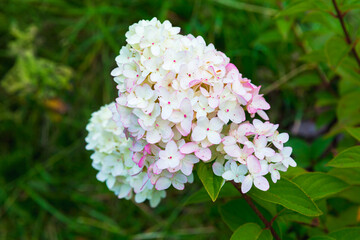 White hydrangea flowers, hortensia close-up
