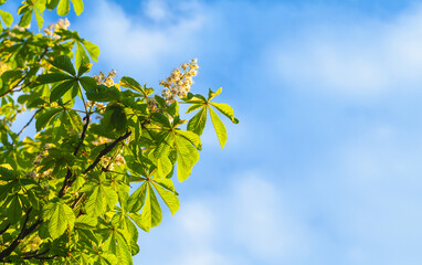 Blooming horse chestnut tree, Castanea. White flowers
