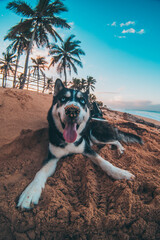 husky in the beach © Pedro