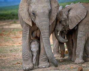 African elephant calf protected by mom and the family
