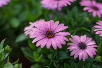 Obraz premium Blooming red blue chrysanthemum flowers and green leaves，Arctotis stoechadifolia var.grandis