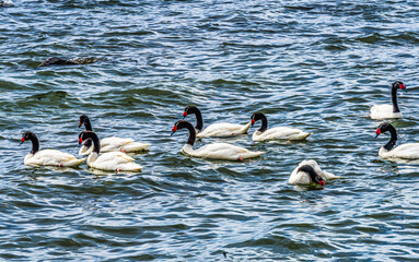 Black-necked Swans Punta Natales Chile