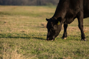 Angus cow grazing with negative space