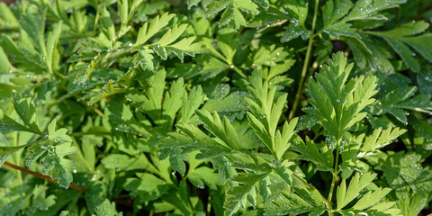 Background of green leaves in the sunlight with water drops.