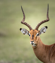 Impala in the savannah