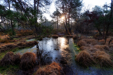 Nature reserve of Couleuvreux  bog pond in Fontainebleau forest 