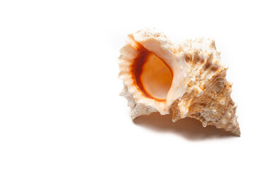 Obraz na płótnie Canvas Seashell on a white background . An article about seashells. Vacation at the sea. Shopping by the sea. White background. Copy space