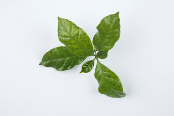 Arabica coffee leaf on a white background.