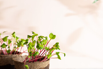 Close-up of a radish microgreen. Self-cultivation of micro-greenery at home. Growing seedlings. Organic farming, vegan concept.