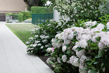 View of the flowering bushes of white hydrangea in the courtyard of the house against the backdrop of a green lawn and a white stone path.