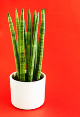 Sansevieria cylindrica on a red background