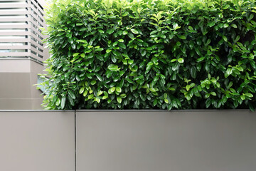 View of an evergreen hedge combined with a metal fence.
