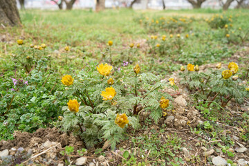 Obraz premium 福寿草