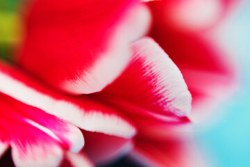 Close-up of tulip petals on a blue background.Selective focus on leaves, partial blurring.Macro photography of a tulip.