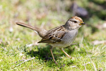 Immature White-crowned Sparrow foraging. Santa Cruz, California, USA.