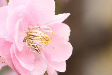 ピンクの梅の花