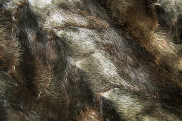 texture of natural fur close up. dark wool