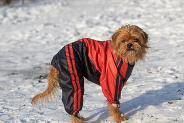 The decorative Belgian dog Griffin in red and black winter clothes walks through the city park. Frosty snowy winter, bright sunny day. Pets. Close-up.