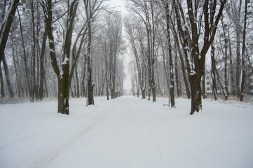 Obraz premium Snowy winter road among the trees