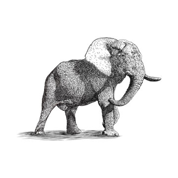 elephant  freehand illustration 