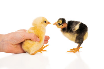 scared chicken in hand