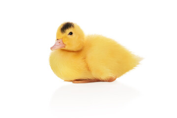 portrait of a little yellow duckling