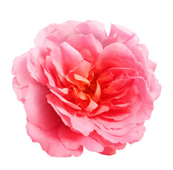 Pink rose flower on the white isolated background with clipping path. Close up without shadows