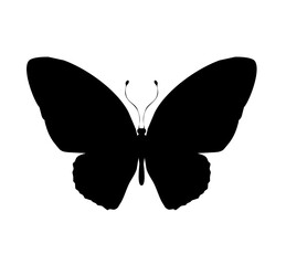 Butterfly black icon, isolated on white background