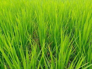 Naklejka premium green rice field