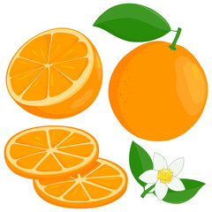 Orange fruit and orange blossom. Vector illustration