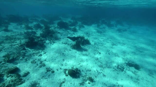 Slow Motion: Stingray Swimming Over Ocean Floor In Blue Sea