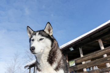 Portrait of a Siberian husky, friendship forever. Pet. Husky