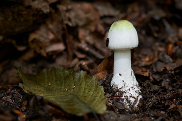 Amanita phalloides