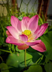 Obraz premium pink lotus flower with green leave.