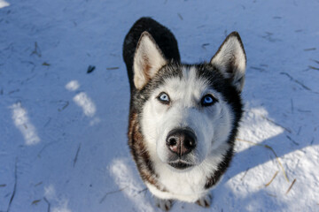 Portrait of a Siberian husky, friendship forever. Pet. Husky