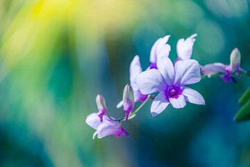 Beautiful blooming orchids in forest, bright sunshine with blurred pastel lush foliage. Dreamy tropical orchid flowers © icemanphotos