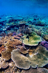 Beautiful hard corals in tropical waters off Fiji.