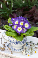 lila Primel in Tasse als romantische Frühlingsdekoration