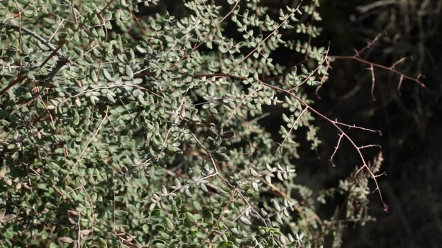 Bipinnate alternate rounded recurved entirely margined glabrous leaves of Chaparral Cliffbrake, Pellaea Andromedifolia, Pteridaceae, native semiapogamous perennial herb in Topanga State Park, Winter.