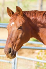 Obraz premium Braunes Pferd