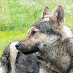 Portrait of a dog like shepherd