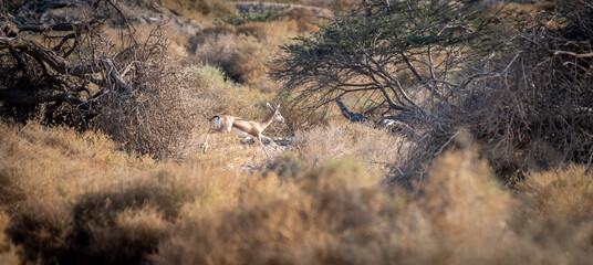 Isolated Dorcas gazelles in the wild- Southern Israel