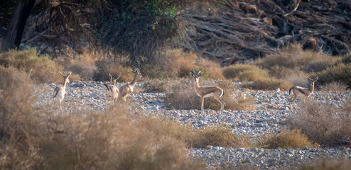 Isolated Dorcas gazelles in the wild- Southern Israel
