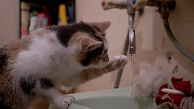 Curious Domestic Multicolored Cat Plays Paw with Running Water in Tap in Bath