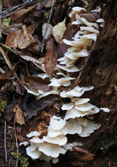 A colony of white mushrooms named angel wing in the Japanese forest. Vertically oriented picture.