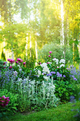 belle vue sur le jardin du cottage de style anglais en été avec des pivoines en fleurs et des compagnons - stachys, cataire, heranium, iris sibirica. Composition dans les tons blancs et bleus. Aménagement paysager.