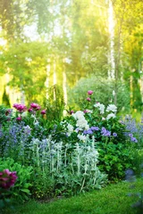 Rolgordijnen prachtig uitzicht op de tuin in Engelse stijl in de zomer met bloeiende pioenrozen en metgezellen - stachys, catnip, heranium, iris sibirica. Compositie in witte en blauwe tinten. Landschapsontwerp. © mashiki
